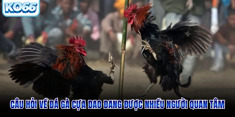 Câu hỏi về đá gà cựa dao đang được nhiều người quan tâm
