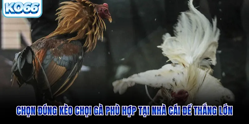 Chọn đúng kèo chọi gà phù hợp tại nhà cái để thắng lớn