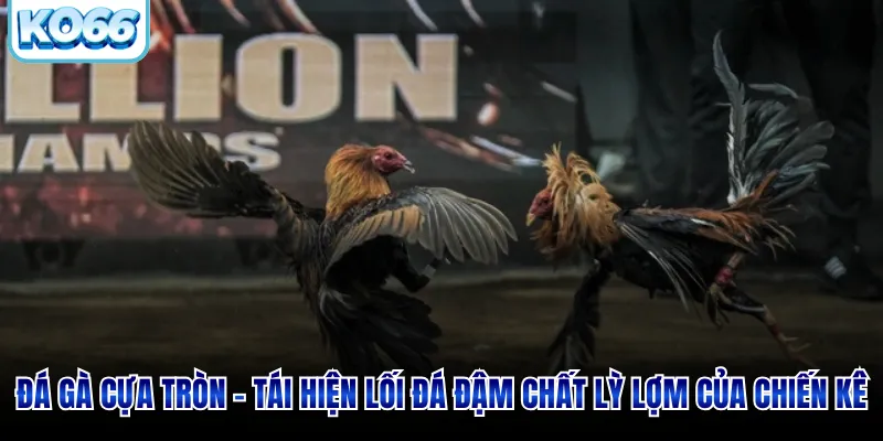 Đá Gà Cựa Tròn - Lối Đá Đậm Chất Lỳ Lợm Của Chiến Kê