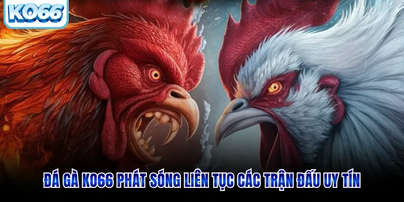 Đá gà KO66 phát sóng liên tục các trận đấu uy tín
