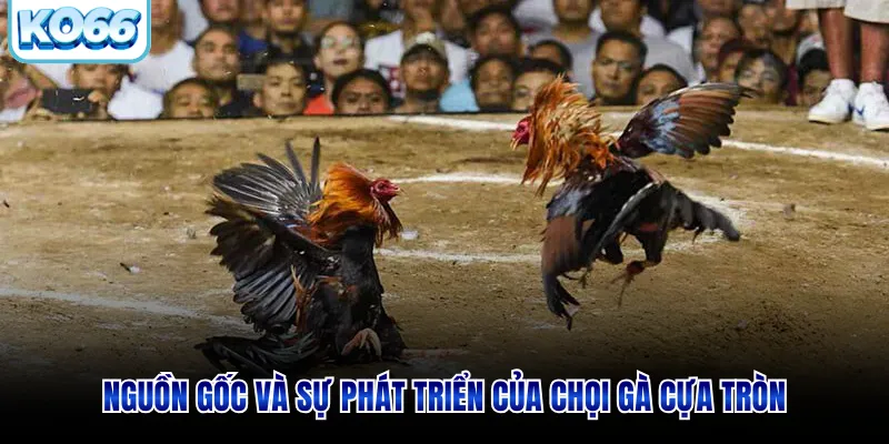 Nguồn gốc và sự phát triển của chọi gà cựa tròn